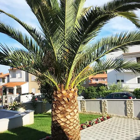 Palma Pula